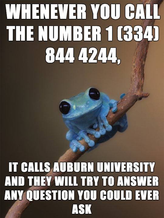 funny-frog-phone-number-help-desk.jpg