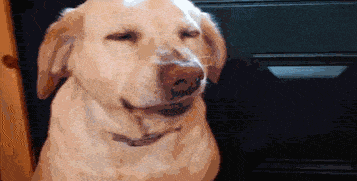 funny-gifs6.gif