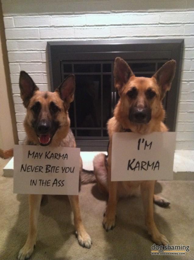 Funny-Pet-Shaming-Pics-14.jpg
