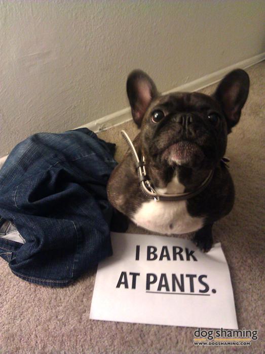 Funny-Pet-Shaming-Pics-3.jpg