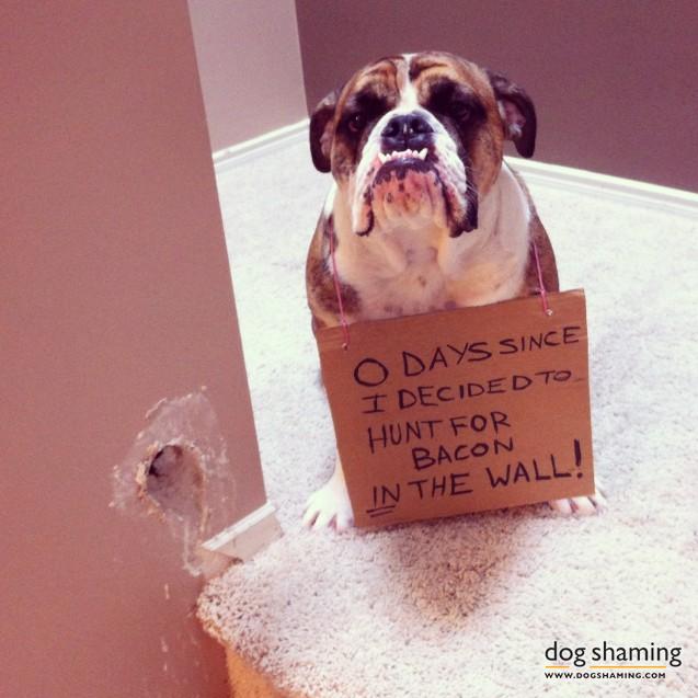 Funny-Pet-Shaming-Pics-5.jpg