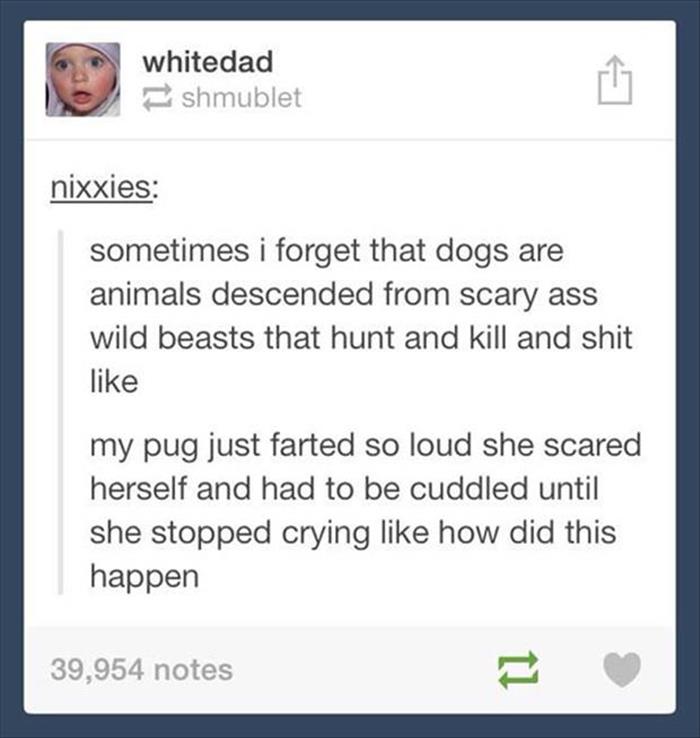 funny-pictures-38.jpg