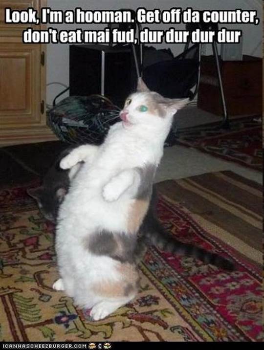 Funny_Cat_Meme_Dur.jpg