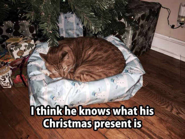 funny_picdump_1116_640_22.jpg