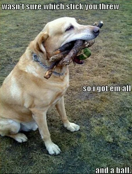 funny_picdump_964_640_52.jpg