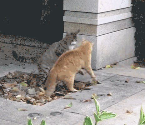 fz1S.gif