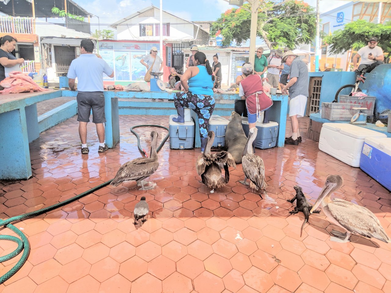 galapagos-fish-market.jpg