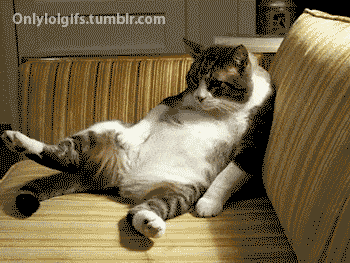 gato-cansado.gif