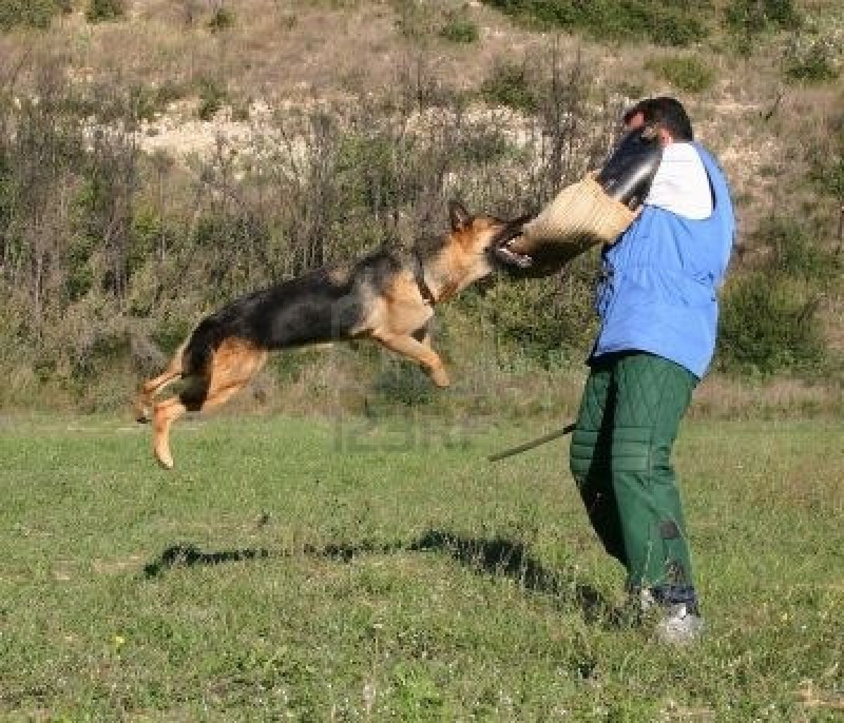 german shepard attack.jpg