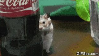 GIF-Evil-Hamster.gif