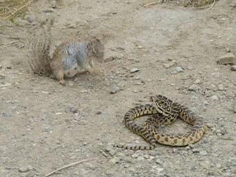 gif-snake-squirrel-fighting-762756.gif