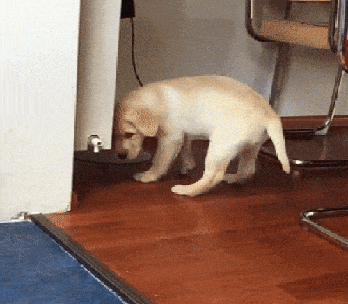gifdump_1051_02.gif