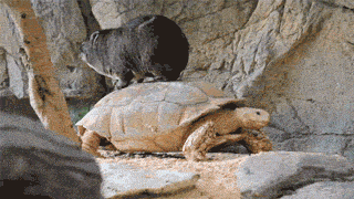 gifdump_1151_13.gif