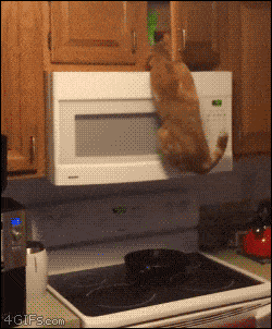 gifdump_1158_23.gif