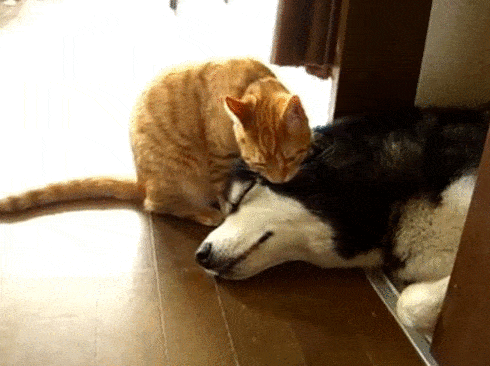 gifdump_1159_01.gif