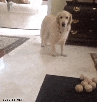 gifdump_1159_13.gif