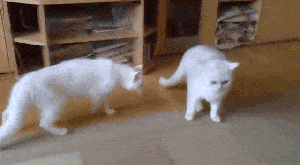 gifdump_1159_24.gif