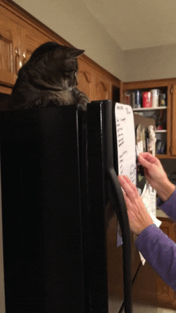 gifdump_1268_05.gif