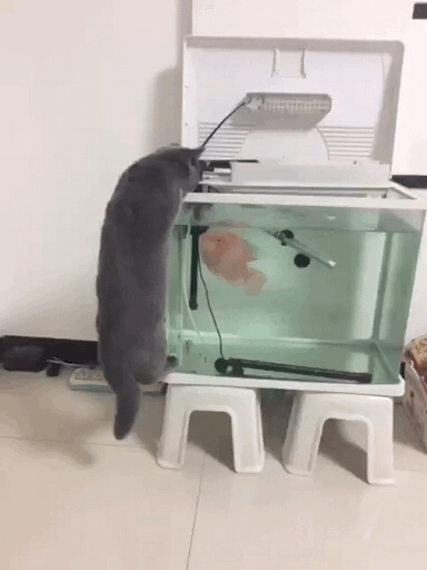 gifdump_1268_06.gif