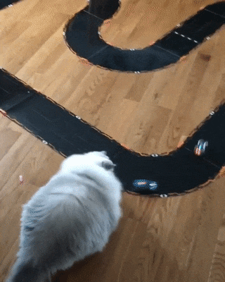 gifdump_1268_21.gif