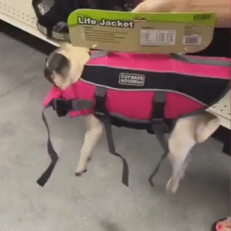 gifdump_1270_13.gif