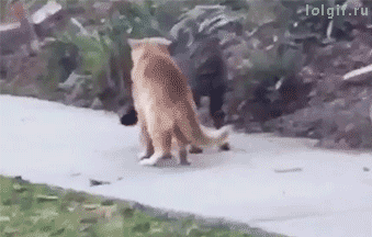 gifdump_1276_26.gif