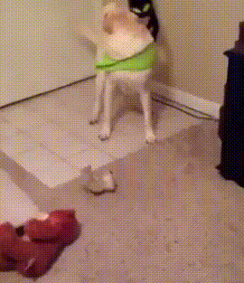 gifdump_1288_30.gif