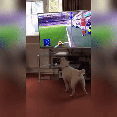 gifdump_1318_20.gif