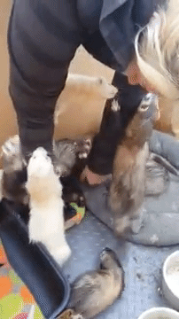 gifdump_1320_09.gif