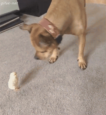 gifdump_1326_16.gif
