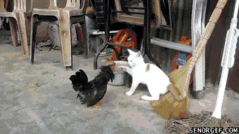 gifdump_1336_12.gif