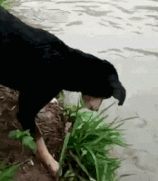 gifdump_1336_30.gif