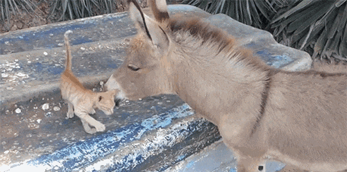 gifdump_1344_27.gif