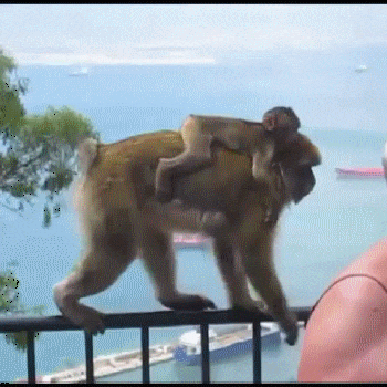gifdump_1347_19.gif