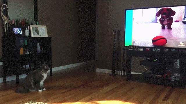 gifdump_1348_14.gif