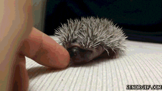 gifdump_1354_22.gif