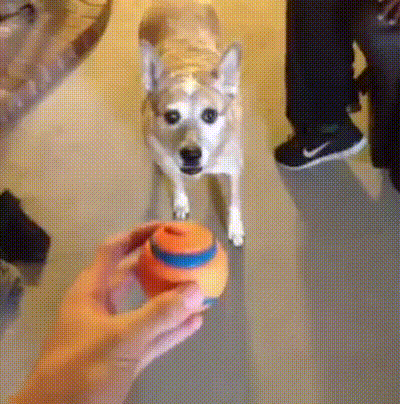 gifdump_1355_03.gif