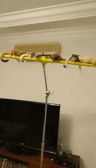 gifdump_1358_28.gif