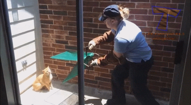 gifdump_1378_18.gif