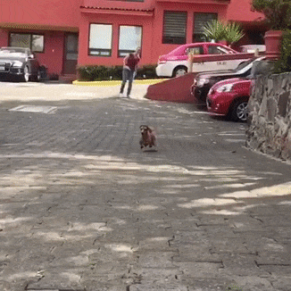 gifdump_1391_17.gif