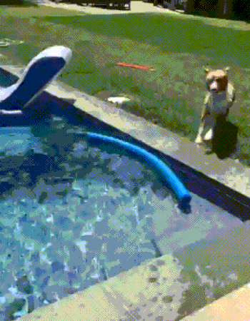 gifdump_1394_04.gif