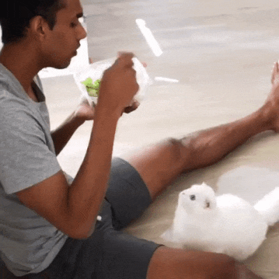 gifdump_1432_19.gif