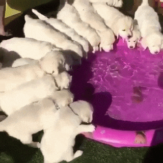 gifdump_1433_01.gif
