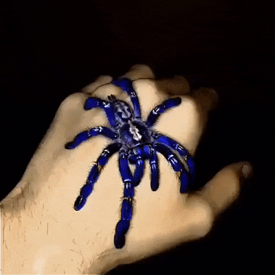 gifdump_1438_01.gif