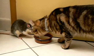 gifdump_1440_16.gif