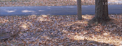 gifdump_1448_16.gif
