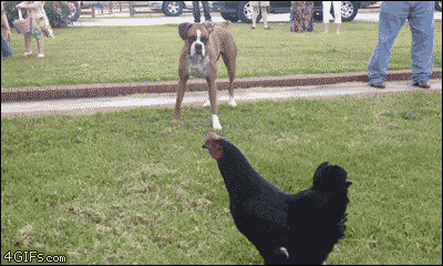 gifdump_1463_09.gif