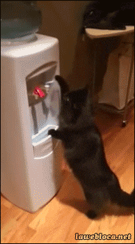 gifdump_1503_03.gif