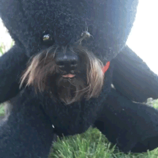 gifdump_1550_07.gif