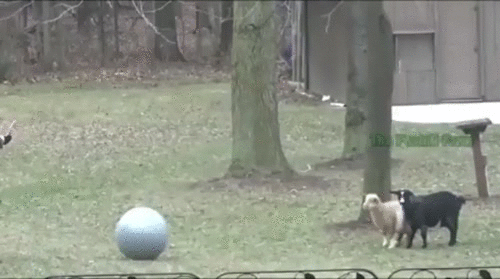 gifdump_1552_27.gif